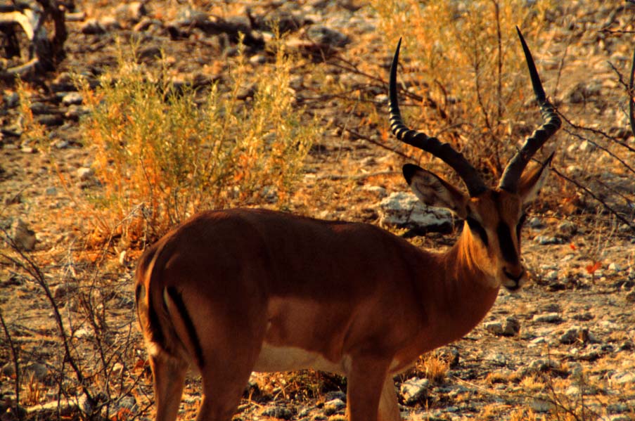 The jackals kept on the springbok for about a 