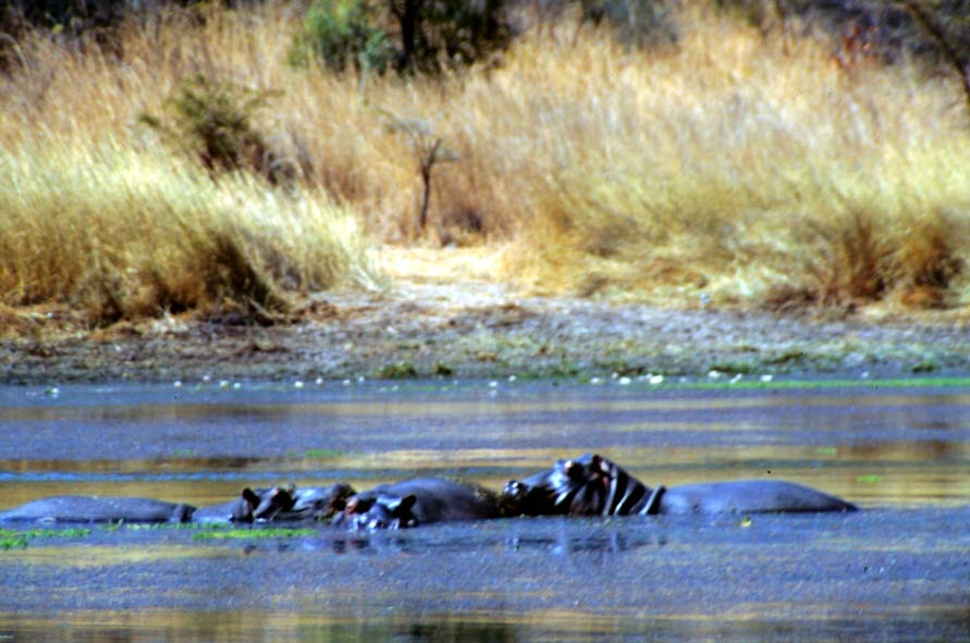 Hippos In Water. We're sharing the water with