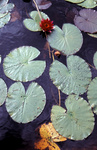 gal/sweden_land_sea/_thb_red_flower_lilly_pads2.jpg