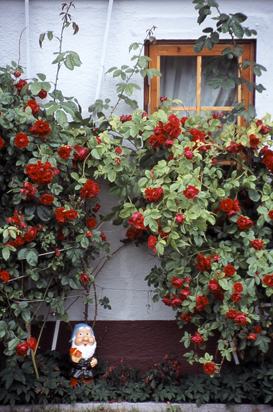 gal/windows2/window_gnome_flowers.jpg