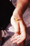 gal/alps2006/_thb_bug_on_hand.jpg