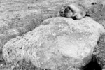 gal/b3_bw/_thb_big_marmot_bw.jpg