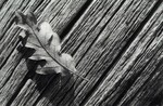 gal/bw102/_thb_leaf_on_log_big.jpg