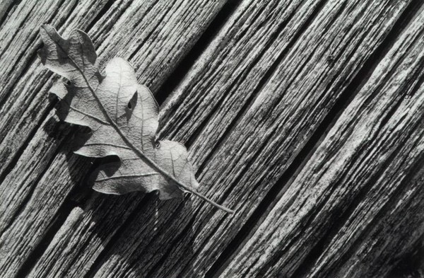 gal/bw102/leaf_on_log_big.jpg