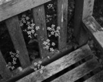 gal/bw103/_thb_chair_flowers_bw.jpg