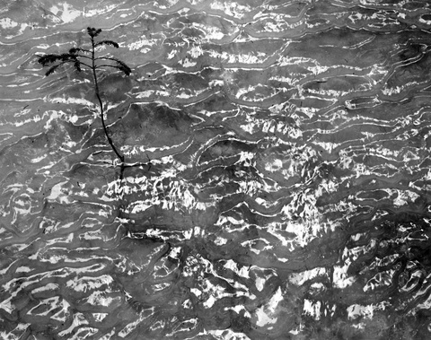 gal/bw103/lone_branch_ice2_bw.jpg