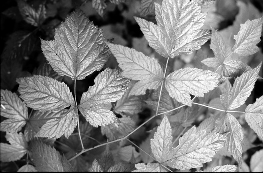 gal/bw103/wet_leaves.jpg