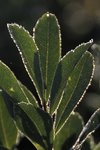 gal/bwca2009/_thb_DSC_4005.jpg