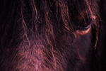 gal/devon/_thb_brown_horse_closeup.jpg