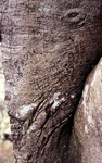 gal/devon/_thb_elephant_tree_bark.jpg