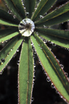 gal/devon/_thb_plant_star_water_drops.jpg