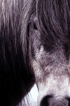 gal/devon/_thb_white_horse_closeup.jpg