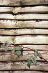 gal/devon/_thb_wood_wall_thorny_plant.jpg