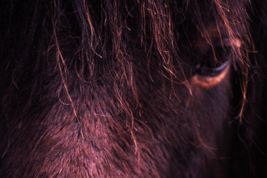 gal/devon/brown_horse_closeup.jpg