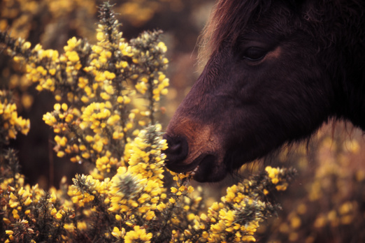 gal/devon/horse_eating_yellow_plants.jpg