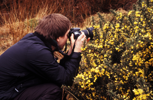 gal/devon/rich_photo_yellow_plants.jpg