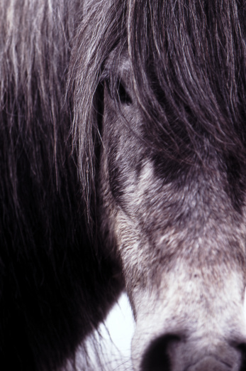 gal/devon/white_horse_closeup.jpg