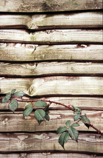 gal/devon/wood_wall_thorny_plant.jpg