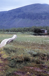 gal/keb_lofoten/_thb_path_to_keb_boardwalk.jpg