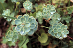 gal/keb_lofoten/_thb_plants_with_rain_droplets.jpg