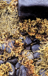 gal/keb_lofoten/_thb_rocks_sea_weed.jpg