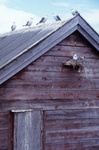 gal/keb_lofoten/_thb_weathered_building_gulls.jpg