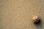 gal/patterns/_thb_beach_urchin.jpg