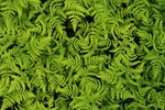 gal/patterns/_thb_pattern_ferns.jpg