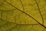 gal/patterns/_thb_pattern_leaf.jpg