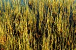 gal/patterns/_thb_pattern_reeds.jpg