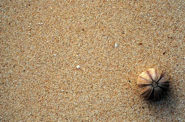 gal/patterns/beach_urchin.jpg