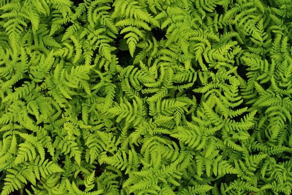 gal/patterns/pattern_ferns.jpg