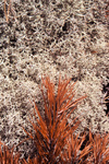 gal/sweden_land_sea/_thb_pine_needles_moss2.jpg
