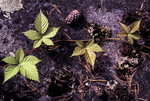 gal/sweden_land_sea/_thb_vine_plant_still_life.jpg